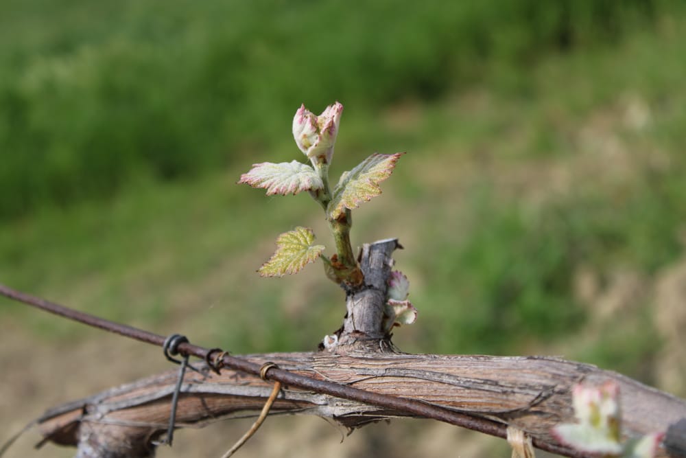 Wine Trek and Tasting